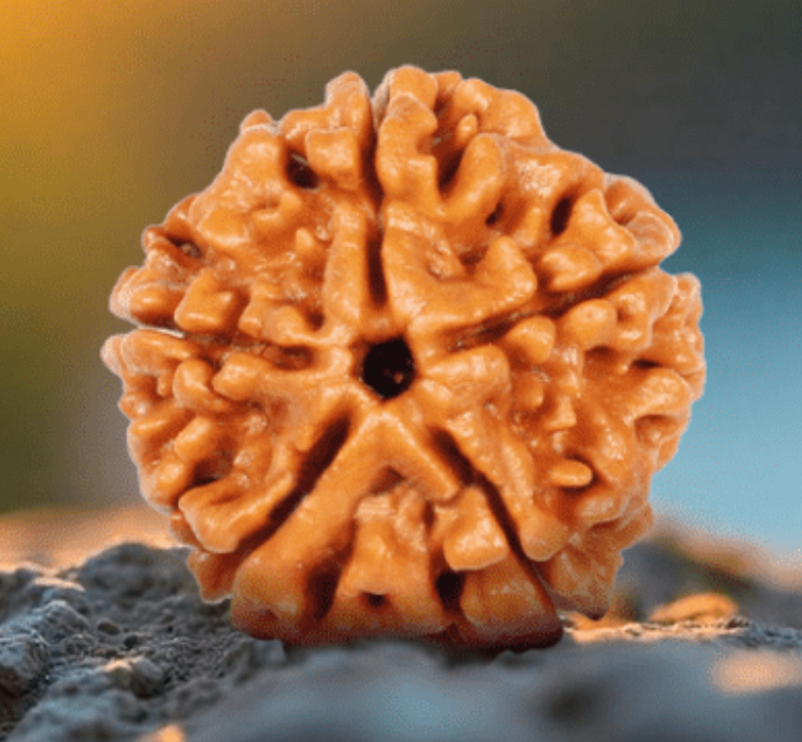 2 Mukhi Rudraksha